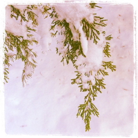 finding the christmas tree