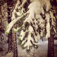 finding the christmas tree