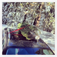 finding the christmas tree