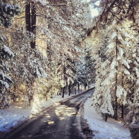 finding the christmas tree