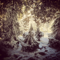 finding the christmas tree