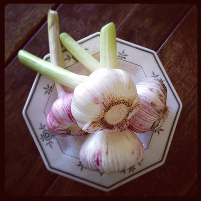 fresh-garlic.jpg