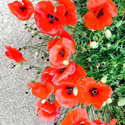 poppies.jpg