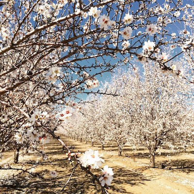 almond blossoms