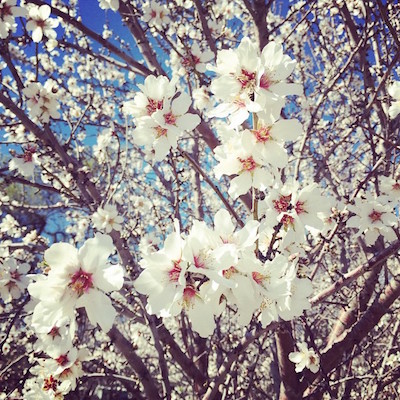 almond blossoms