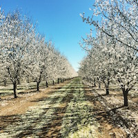almond blossoms