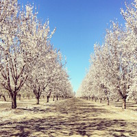 almond blossoms
