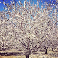almond blossoms