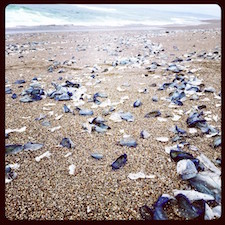 picnic in Point Reyes