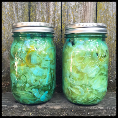 fennel pickles