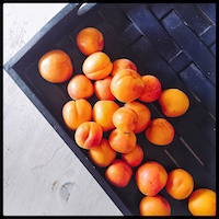 fresh-apricots