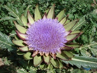 artichokeatalisons1.jpg