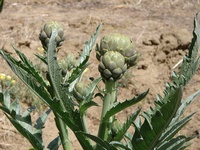artichokeatalisons2.jpg