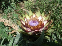 artichokeatalisons3.jpg