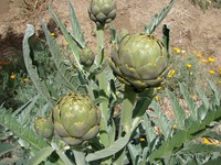 artichokeatalisons4.jpg