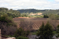 bella_vineyards_7.jpg