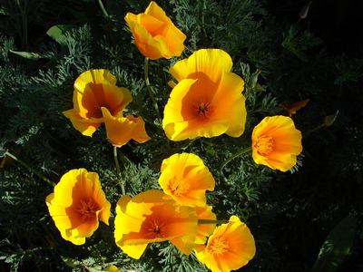 californiapoppies1.JPG