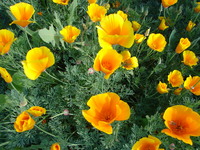 californiapoppies2.JPG