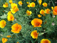 californiapoppies3.JPG