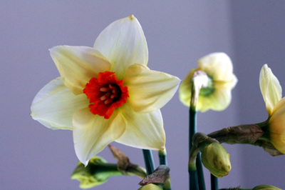 daffodil_1S.jpg