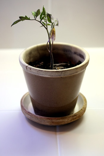 first_tomato_plant08_s.jpg