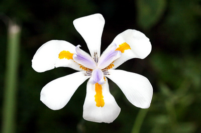 flor_do_quintal_3s.jpg