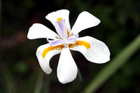 flor_do_quintal_4s.jpg
