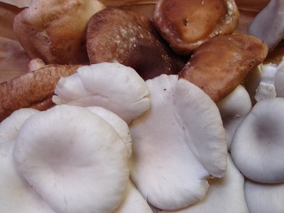 freshmushrooms.jpg