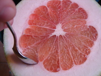 giantgrapefruit2.JPG