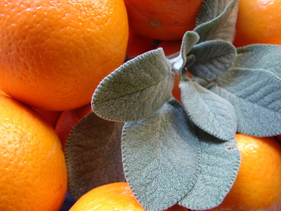 laranja_e_salvia.JPG
