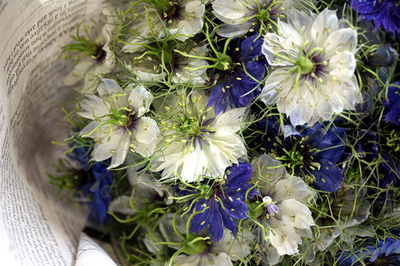 love-in-a-mist_0b.jpg