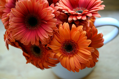 orange_gerberas7s.jpg