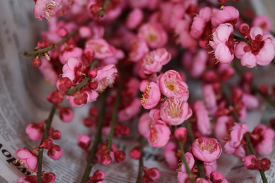 peach_blossoms_1s.jpg