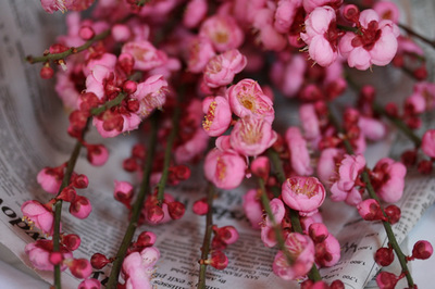 peach_blossoms_2s.jpg