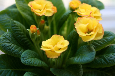 primroses_1s.jpg