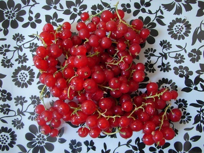 redcurrants2.jpg