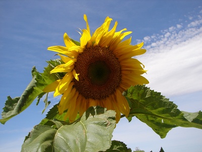 sunfloweratalisons.jpg