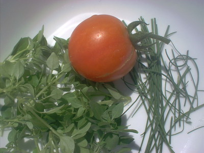 tomatoeherbs.JPG