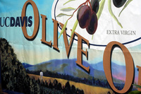 ucd_oliveoil_7s.jpg