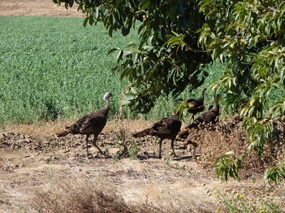 wildturkeys.jpg