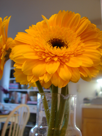 yellowgerbera.jpg