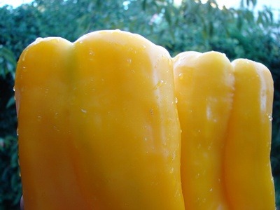 yellowpeppers.jpg