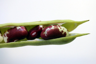 heirloom_beans_1S.jpg