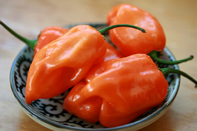 habanero_chilis_1S.jpg
